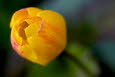 Tulpenblte