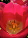 Tulpenblte